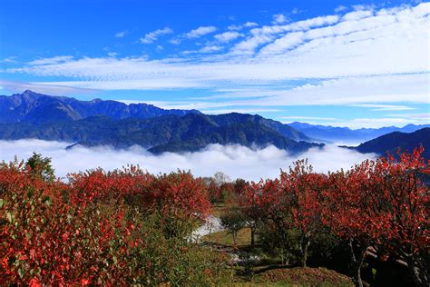 一葉蘭|保育及生態旅遊